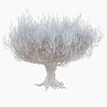 Old olive tree 2