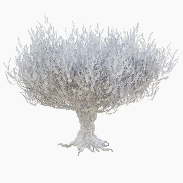 Old olive tree 2