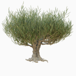 Old olive tree 2