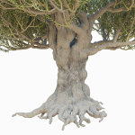 Old olive tree 2