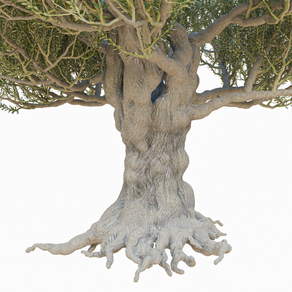 Old olive tree 2