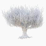 Old olive tree 2