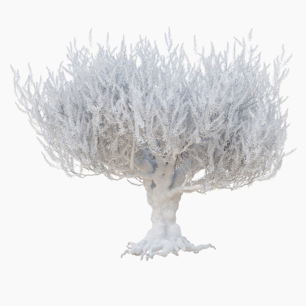 Old olive tree 2