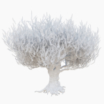 Old olive tree 2