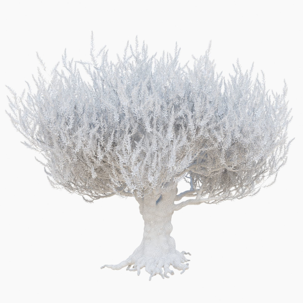 Old olive tree 2
