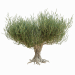 Old olive tree 2