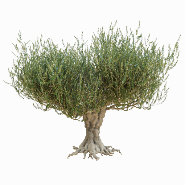 Old olive tree 2