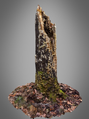 old-putrid-stub-in-swamp-photoscanned-3d-model-obj-fbx-blend