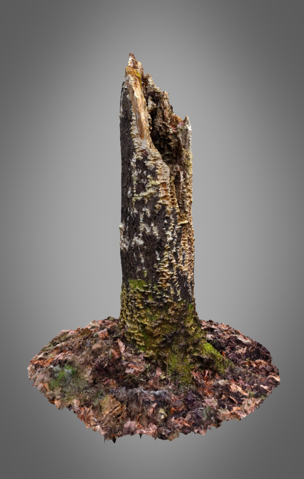 Old Putrid Stub in Swamp Photoscanned
