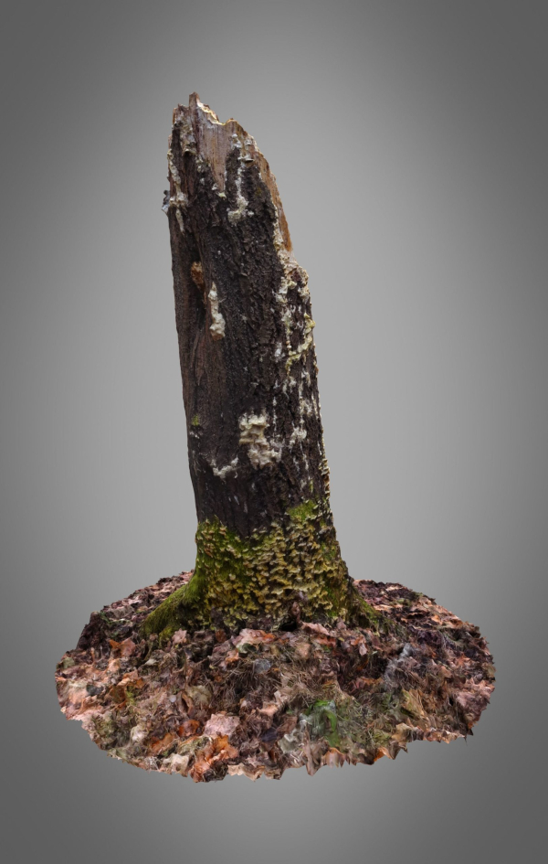 Old Putrid Stub in Swamp Photoscanned