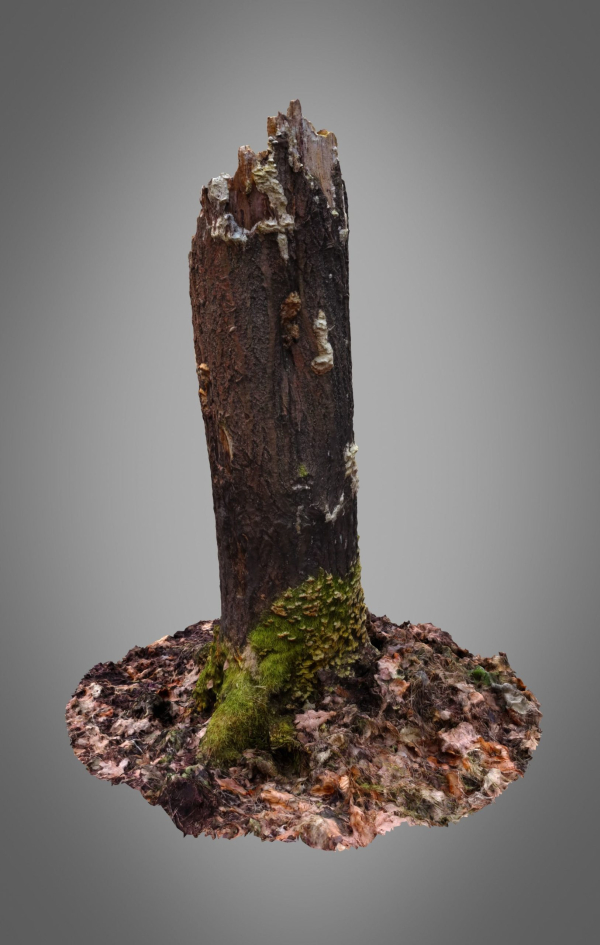 Old Putrid Stub in Swamp Photoscanned
