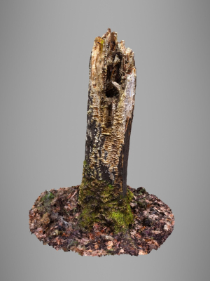 Old Putrid Stub in Swamp Photoscanned