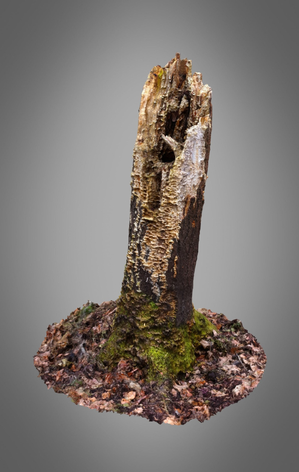 Old Putrid Stub in Swamp Photoscanned
