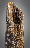 Old Putrid Stub in Swamp Photoscanned