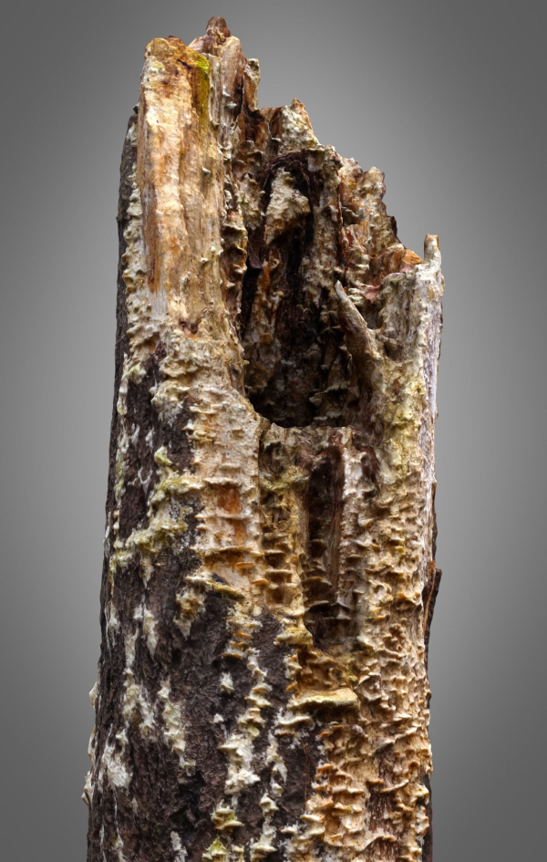 Old Putrid Stub in Swamp Photoscanned