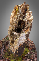 Old Putrid Stub in Swamp Photoscanned