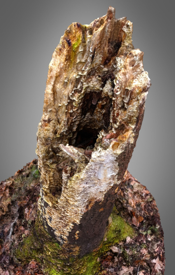 Old Putrid Stub in Swamp Photoscanned