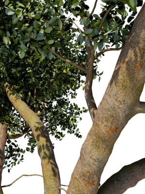 old-tree-3d-model-1c2b0bc286