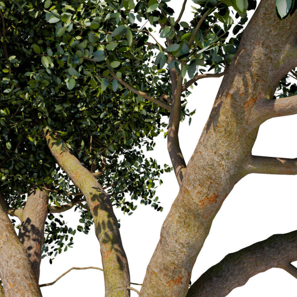 Old tree