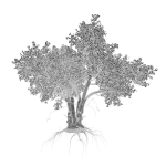 Old tree