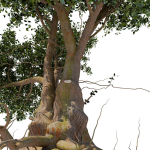 Old tree