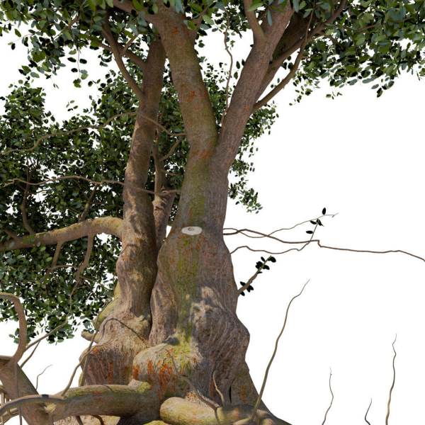 Old tree
