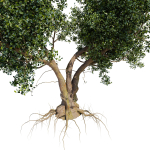 Old tree