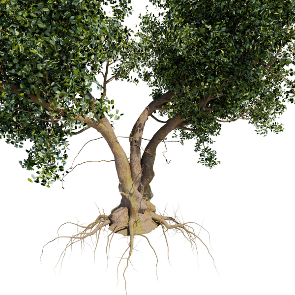 Old tree