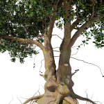 Old tree