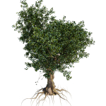 Old tree