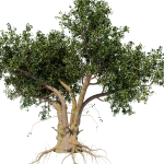 Old tree