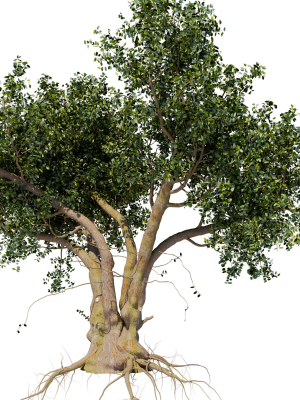 Old tree