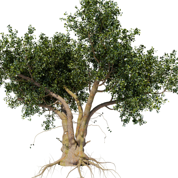 Old tree