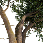 Old tree