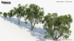 Olea europaea Common olive 3D Model