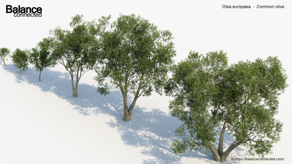 Olea europaea Common olive 3D Model