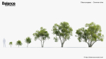 Olea europaea Common olive 3D Model