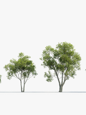 olea-europaea-common-olive-3d-model-3d-model-2692d05aa3