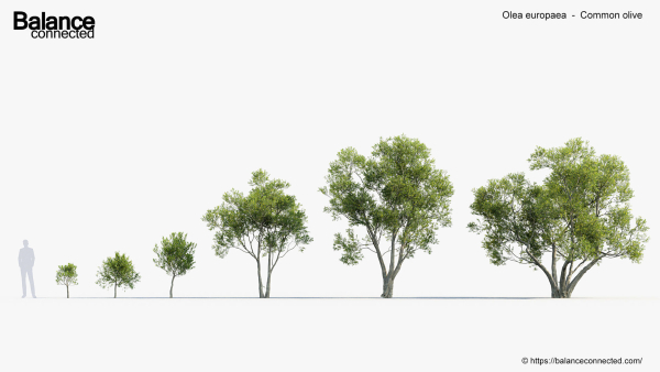 Olea europaea Common olive 3D Model
