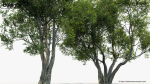 Olea europaea Common olive 3D Model