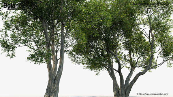 Olea europaea Common olive 3D Model
