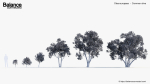Olea europaea Common olive 3D Model