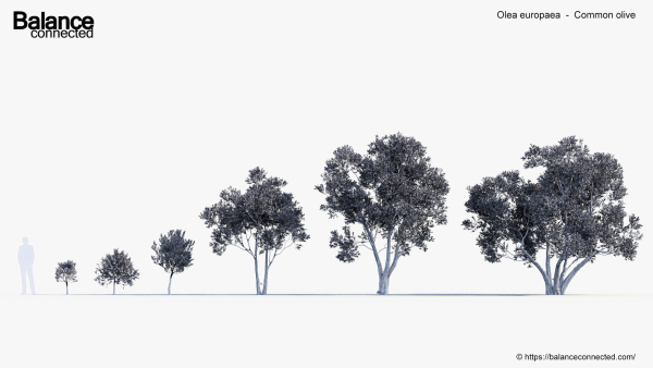 Olea europaea Common olive 3D Model