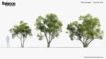 Olea europaea Common olive 3D Model