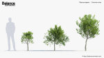 Olea europaea Common olive 3D Model