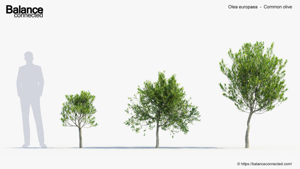 Olea europaea Common olive 3D Model