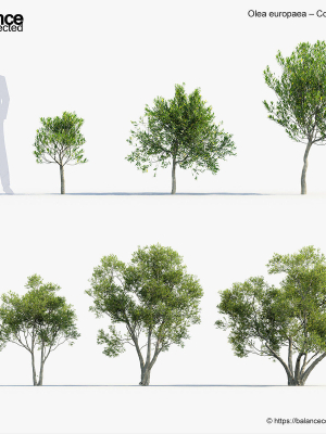 Olea europaea Common olive 3D Model