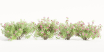 Oleander collection vol 166-Blender