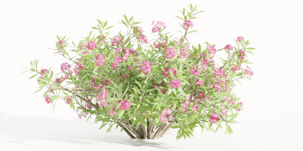 Oleander collection vol 166-Blender