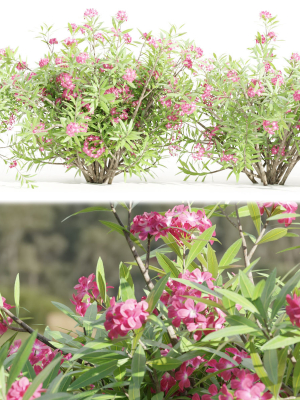 Oleander collection vol 166-Blender